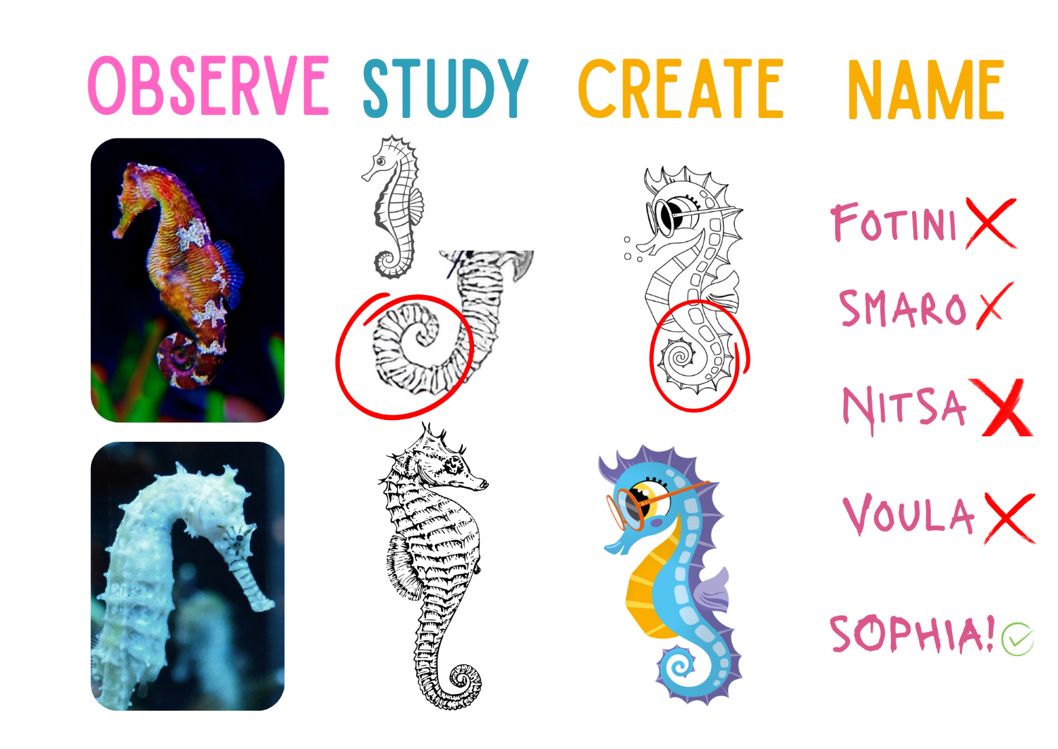 Illustration: Seahorse development